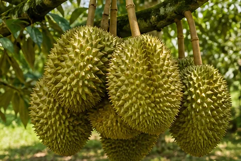 Tanaman durian