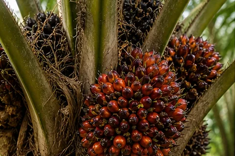 Tanaman sawit