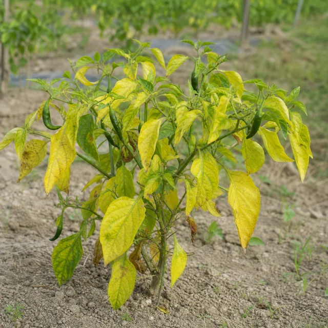 Daun tanaman cili menguning