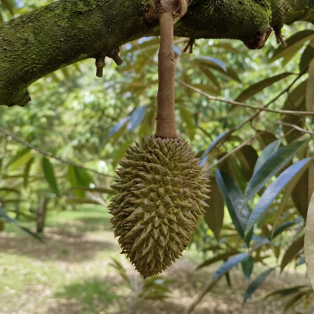 Buah durian kecil dan kurang berkembang