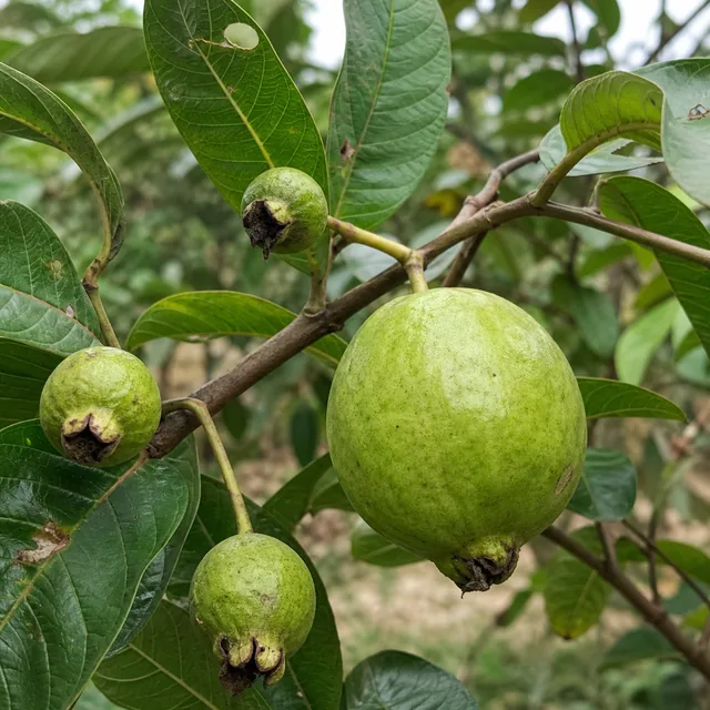 Buah jambu dengan saiz yang tidak seragam